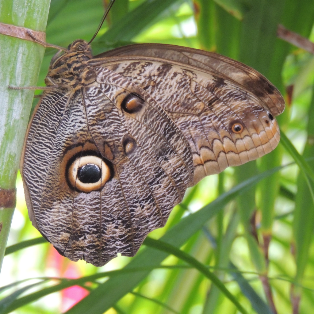 A camuflagem invisível da Borboleta Coruja