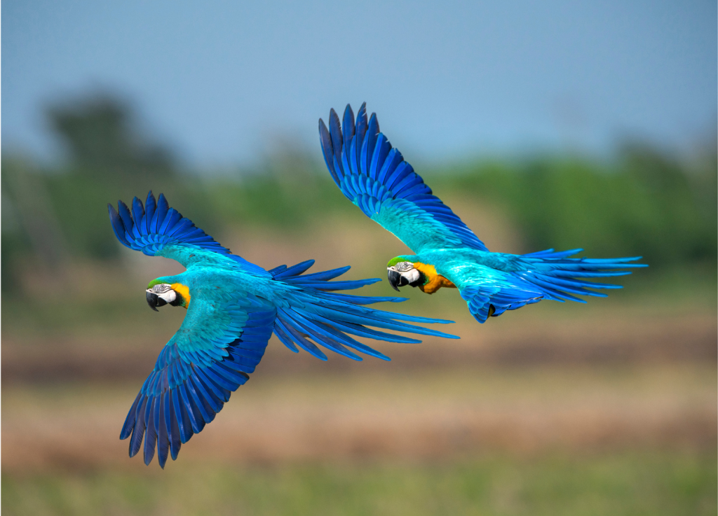 Dança das araras-azuis: um espetáculo da natureza