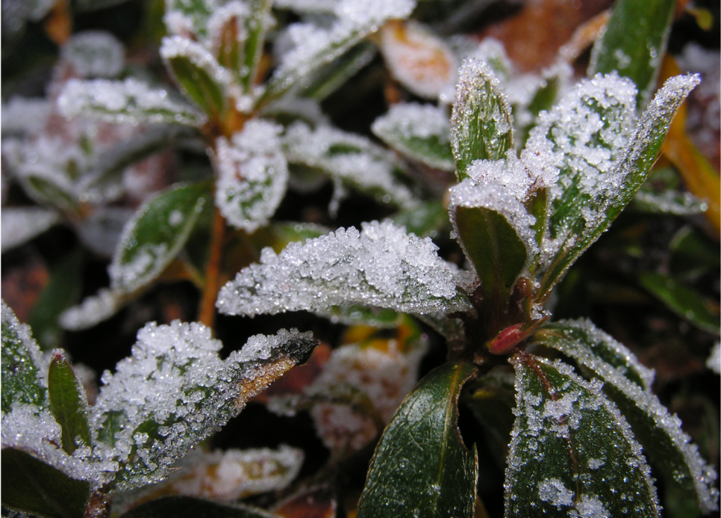 Cuidados com plantas no inverno 